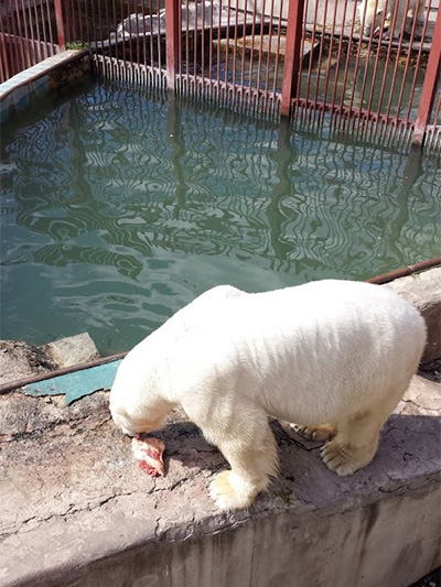 Белый медведь Екатеринбургский зоопарк