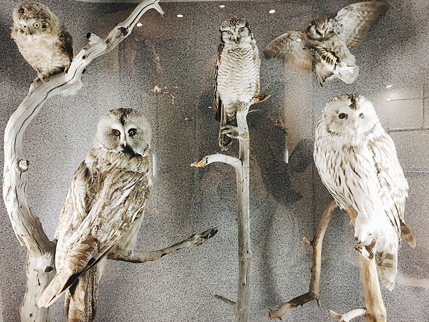 Музей природы совы