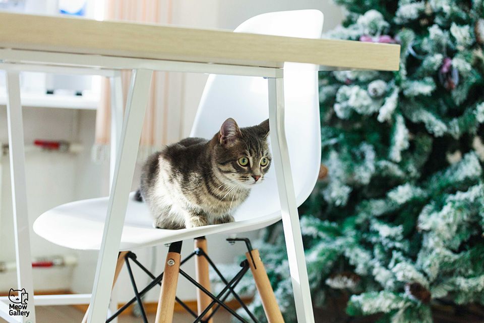 В Екатеринбурге открылось кото-кафе под эгидой проекта Meow Gallery